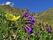 30 Bellissimi fiori di Primula latifolia (Primula a foglie larghe) con Pulsatilla alpina sulphurea (Anemone sulfureo)